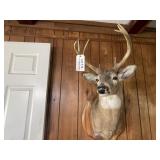 Mounted Deer Head