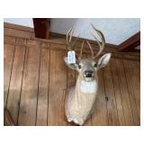 Mounted Deer Head