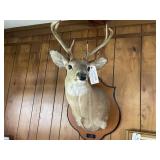 Mounted Deer
