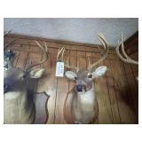Mounted Deer Head