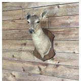Deer mount