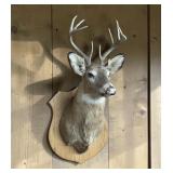 10pt buck deer mount