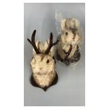 2 New Jackalopes