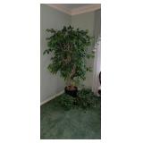 Silk Fica Tree, Silk Plants
