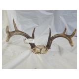 9 Point Deer Antlers Mount