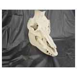 Wild Animal Boar? Skull