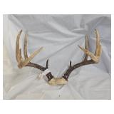 10 Point Deer Antlers Mount