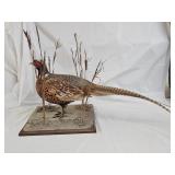 Ring-Necked Pheasant Taxidermy Bird Mount