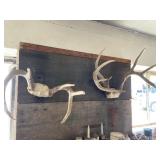 Antlers, Nailed to the wall