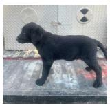 AKC REGISTERED LABRADOR PUPPY