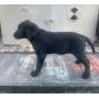 AKC REGISTERED LABRADOR PUPPY