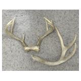 White Tail Antlers &  Shed Antler Side