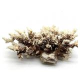 Coral Piece 12ï¿½ x 7ï¿½ x 5ï¿½