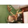 Swain Online Auction