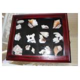 SeaShell Collection In cherry wood box SeaShell Collection In cherry wood box
