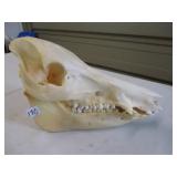 European Wild  Boar Skull