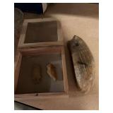 Shadowbox with two arrowheads and what appears to be a fossil of some sort
