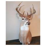 Professionally crafted whitetail deer taxidermy shoulder mount. The buck features a well-developed, symmetrical antler rack and is preserved in a popular semi-sneak or upright profile position, angled
