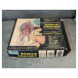 RENWAL HUMAN ANATOMY ASSEMBLY KIT NO. 819