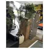 Olive tree in large white planter 6ft