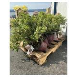 2ct Autum royalty  plant