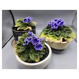 3 Live African Violet Potted Flowers