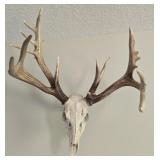 Nice Skull Antler Mount