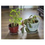 Plants/Planters