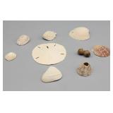 Sand Dollar,  Seashells
