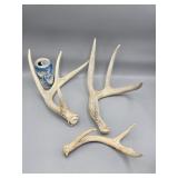 Deer Antlers