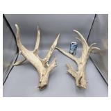 Nice Large Antlers