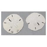 Sand Dollars