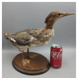 Mix Match Bird Mount Frankenstein