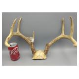 8 Point Deer Rack