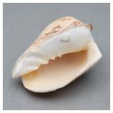 Small Conch Seashell