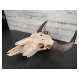 Cow Skull