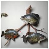 Crappie 15" Bluegill 10" Fish Mount