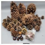Group of Pinecones