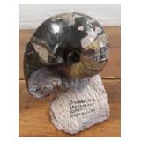 Ammonites Madagascar Stone 6' tall Ammonites Madagascar Stone 6' tall