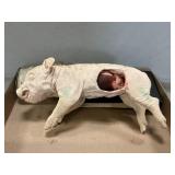 Biology Disection Pig, Vintage Holstein Health