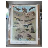 1964 Ned Smith PA Game Commission Mammals Poster