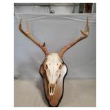 Seven Point White Tail Deer Skull Mount