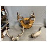 Deer Antlers, Horn