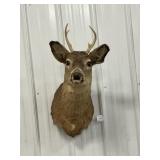 Whitetail Deer Buck Shoulder Mount