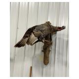 Wild Turkey Full-Body Taxidermy Mount