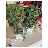 2 plants withglass bottoms