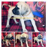 Travis Fundraiser. Akc Female English Mastiff Pupp