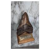 Megalodon petrified sharks tooth 5 in