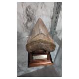 Megalodon petrified shark