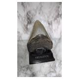 Megalodon petrified shark